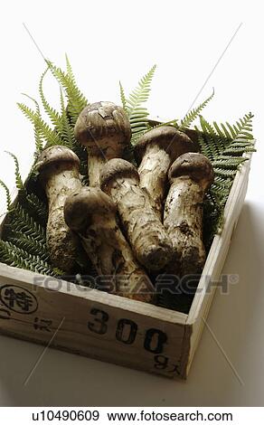 Matsutake Mushroom in Wooden Box View Large Photo Image Stock Photo - Matsutake Mushroom in Wooden Box. Fotosearch