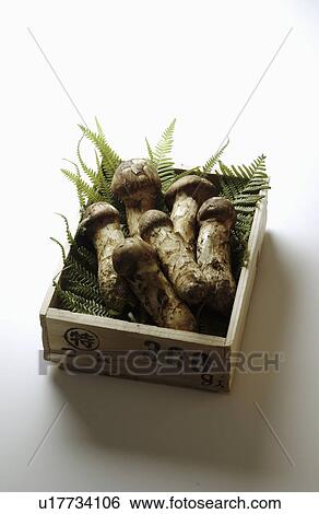 Matsutake Mushroom in Wooden Box View Large Photo Image Stock Photograph - Matsutake Mushroom in Wooden Box. Fotosearch