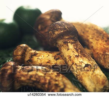 Matsutake mushroom View Large Photo Image Picture - Matsutake mushroom. Fotosearch