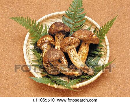 Matsutake mushroom View Large Photo Image Stock Image - Matsutake mushroom. Fotosearch