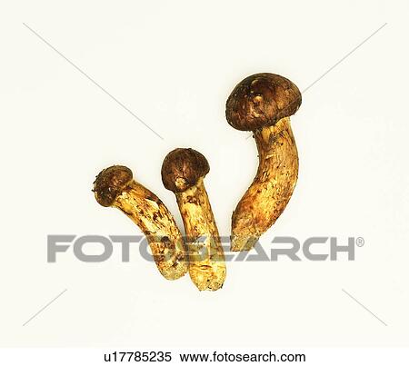 Matsutake mushroom View Large Photo Image Stock Photography - Matsutake mushroom. Fotosearch