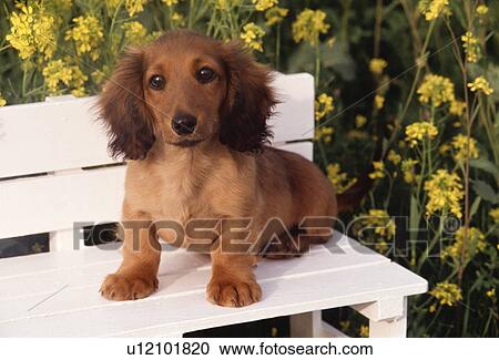 Stock Image - Miniature Dachshund sitting on bench. Fotosearch