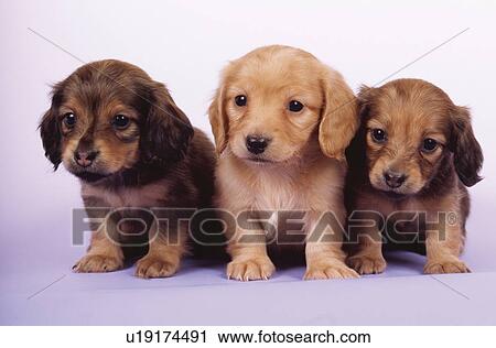 Miniature Dachshund View Large Photo Image Stock Image - Miniature Dachshund. Fotosearch