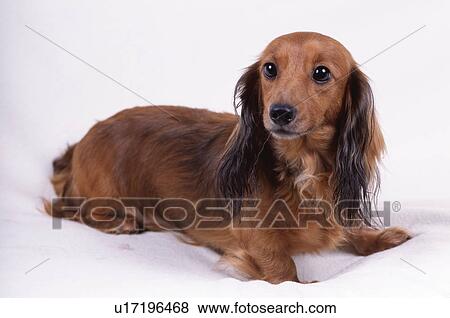 Miniature Dachshund View Large Photo Image Stock Photo - Miniature Dachshund. Fotosearch