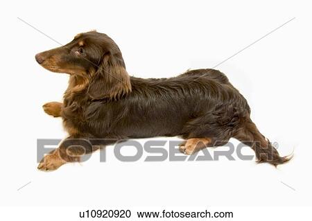 Stock Image - Miniature Dachshund, white background, cut out. Fotosearch