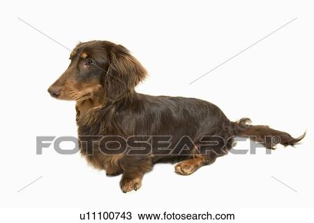 Stock Image - Miniature Dachshund, white background, cut out. Fotosearch