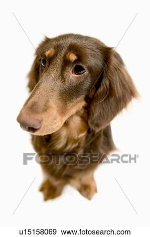 Miniature Dachshund, white background, cut out View Large Photo Image Stock Photo - Miniature Dachshund, white background, cut out. Fotosearch