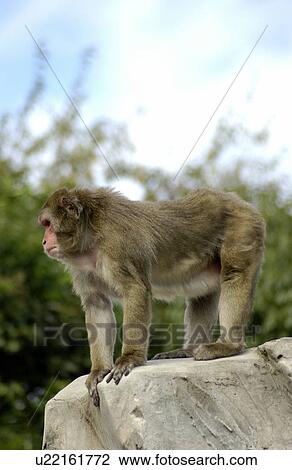 Stock Image - Monkey Looking Down on Rock. Fotosearch