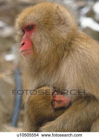Picture - Monkey. Fotosearch