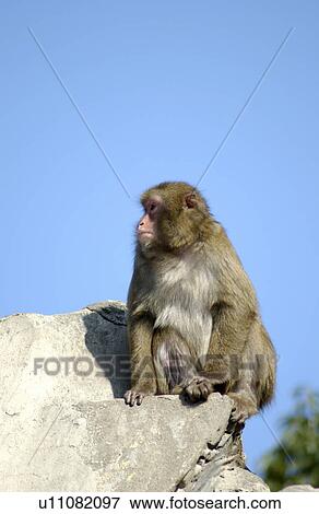 Monkey Sitting on Rock View Large Photo Image Stock Photo - Monkey Sitting on Rock. Fotosearch