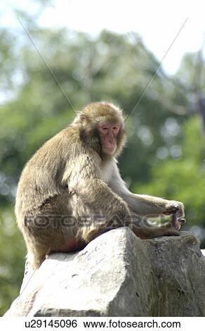 Stock Photograph - Monkey Sitting on Rock. Fotosearch