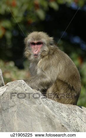 Stock Photography - Monkey Sitting on Rock. Fotosearch