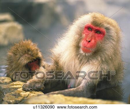 Stock Image - Monkey. Fotosearch