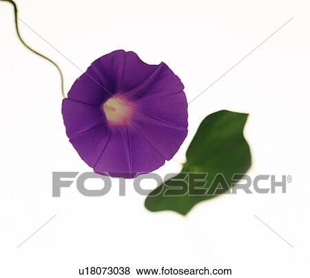 Morning Glory flower View Large Photo Image Stock Photo - Morning Glory flower. Fotosearch