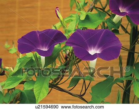 Morning glory View Large Photo Image Stock Image - Morning glory. Fotosearch