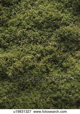 Moss, close up, full frame View Large Photo Image Stock Photo - Moss, close up, full frame. Fotosearch