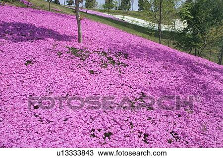 Moss phlox View Large Photo Image Stock Image - Moss phlox. Fotosearch