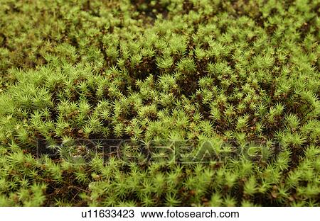 Moss View Large Photo Image Stock Image - Moss. Fotosearch