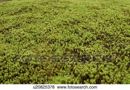 Moss View Large Photo Image Stock Photo - Moss. Fotosearch