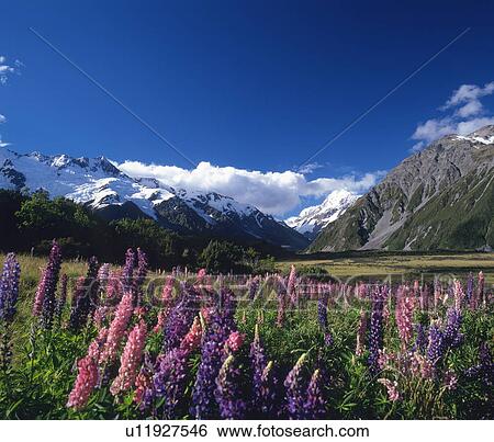 Mount Cook, New Zealand View Large Photo Image Stock Photograph - Mount Cook, New Zealand. Fotosearch