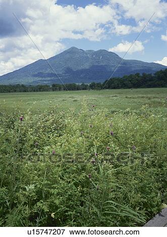 Mountain from Ozegahara, Katashina village, Gunma prefecture, Japan View Large Photo Image Stock Photo - Mountain from Ozegahara, Katashina village, Gunma prefecture, Japan. Fotosearch