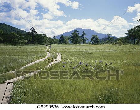Stock Photograph - Mountain from Ozegahara, Katashina village, Gunma prefecture, Japan. Fotosearch