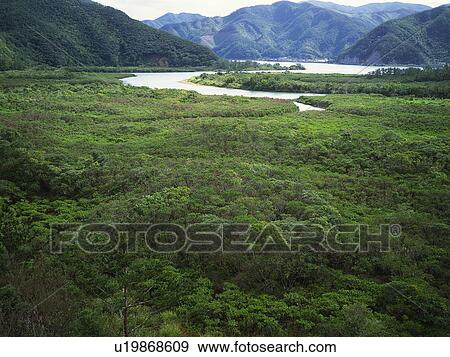 Mountains and forest in green, Amamioshima island, Kagoshima prefecture, Japan View Large Photo Image Stock Photo - Mountains and forest in green, Amamioshima island, Kagoshima prefecture, Japan. Fotosearch