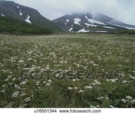Mountains from flower field, Higashikawa town, Hokkaido prefecture, Japan View Large Photo Image Picture - Mountains from flower field, Higashikawa town, Hokkaido prefecture, Japan. Fotosearch