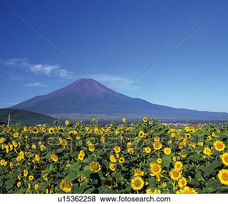 Mt. Fuji from field of sunflowers, Oshino village, Yamanashi prefecture, Japan View Large Photo Image Stock Photo - Mt. Fuji from field of sunflowers, Oshino village, Yamanashi prefecture, Japan. Fotosearch