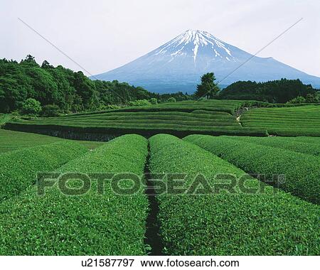 Mt. Fuji from tea plantation, Fujinomiya city, Shizuoka prefecture, Japan View Large Photo Image Stock Photo - Mt. Fuji from tea plantation, Fujinomiya city, Shizuoka prefecture, Japan. Fotosearch