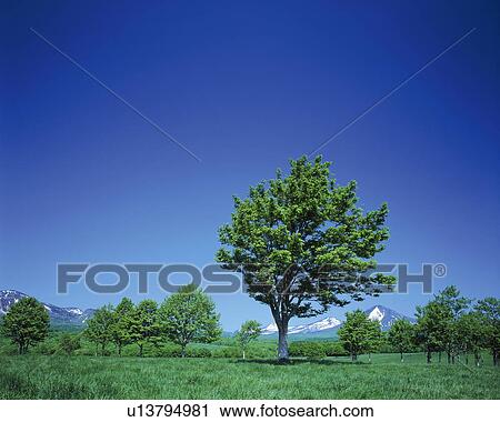 Stock Image - Mt. Hakkodasan and trees in the field, Towada city, Aomori prefecture, Japan. Fotosearch