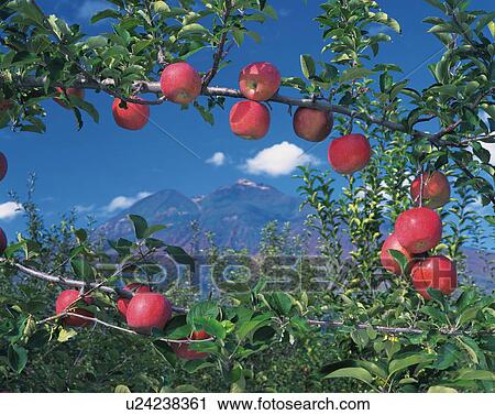 Mt. Iwaki and apples on branches, Hirosaki city, Aomori prefecture, Japan View Large Photo Image Stock Image - Mt. Iwaki and apples on branches, Hirosaki city, Aomori prefecture, Japan. Fotosearch