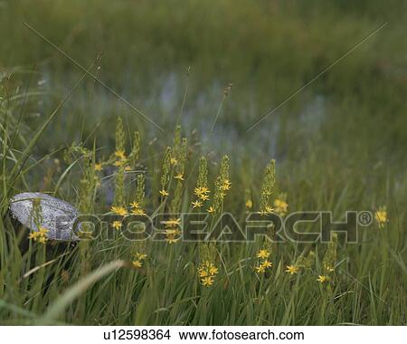 Narthecium in the field, Katashina village, Gunma prefecture, Japan View Large Photo Image Picture - Narthecium in the field, Katashina village, Gunma prefecture, Japan. Fotosearch
