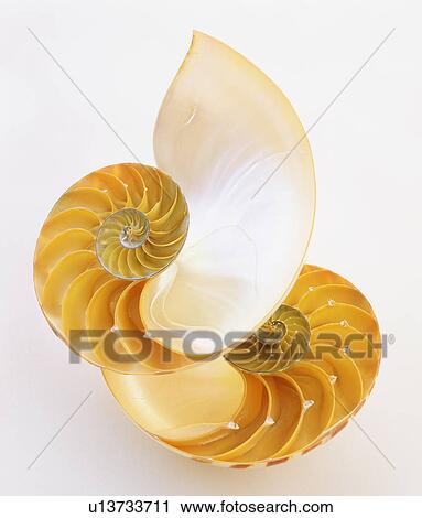 Stock Image - Nautilus shells, white background. Fotosearch