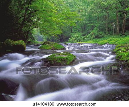 Stock Image - New Green Leaves and River. Fotosearch