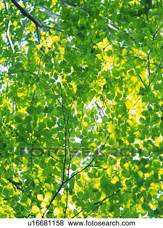 New Green Leaves View Large Photo Image Stock Photo - New Green Leaves. Fotosearch