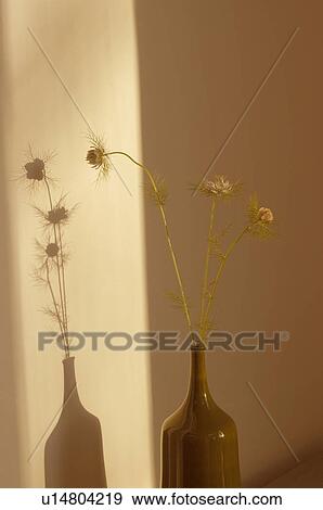 Nigella in vase View Large Photo Image Stock Photo - Nigella in vase. Fotosearch