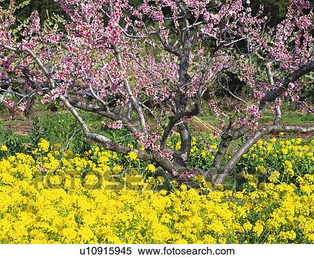 Stock Photography - Oilseed rape blossoms and peach blossoms, Fukushima Prefecture, Honshu, Japan. Fotosearch