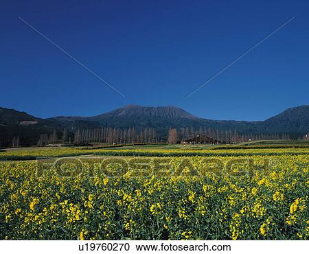 Stock Image - Oilseed rape crop field at Ikoma highland. Fotosearch