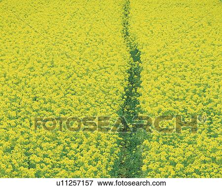 Oilseed rape crop field View Large Photo Image Stock Photo - Oilseed rape crop field. Fotosearch