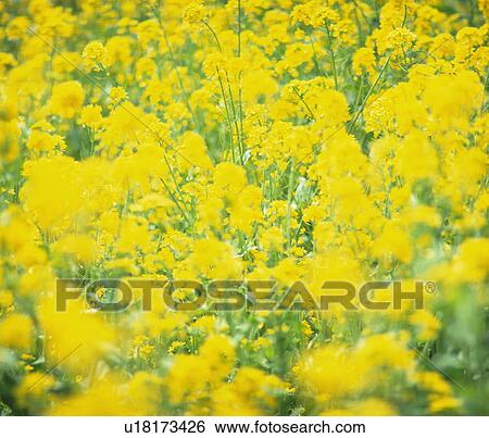 Stock Photograph - Oilseed rape crop field. Fotosearch