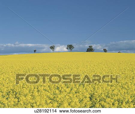 Oilseed rape field and sky View Large Photo Image Picture - Oilseed rape field and sky. Fotosearch