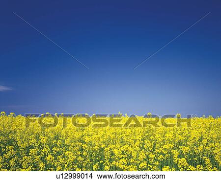 Oilseed rape field, Aomori Prefecture, Honshu, Japan View Large Photo Image Picture - Oilseed rape field, Aomori Prefecture, Honshu, Japan. Fotosearch