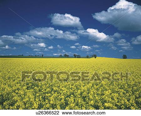 Stock Image - Oilseed rape field, Australia. Fotosearch