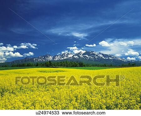 Oilseed rape field, Hokkaido Prefecture, Japan View Large Photo Image Stock Image - Oilseed rape field, Hokkaido Prefecture, Japan. Fotosearch