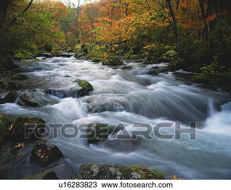 Oirase stream, Aomori Prefecture, Honshu, Japan View Large Photo Image Stock Image - Oirase stream, Aomori Prefecture, Honshu, Japan. Fotosearch