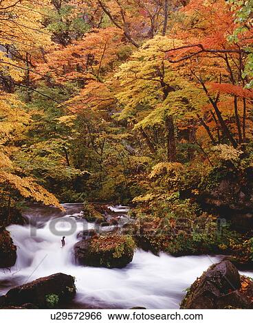 Stock Photograph - Oirase stream, Aomori Prefecture, Honshu, Japan. Fotosearch