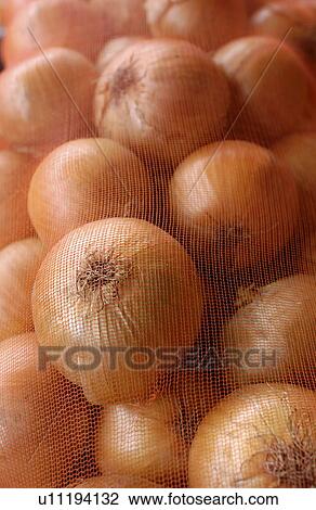 Onions in a net View Large Photo Image Stock Image - Onions in a net. Fotosearch