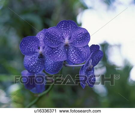 Orchid, Vanda, close up, Tokyo prefecture, Japan View Large Photo Image Stock Image - Orchid, Vanda, close up, Tokyo prefecture, Japan. Fotosearch