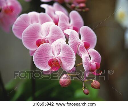 Orchids View Large Photo Image Stock Image - Orchids. Fotosearch